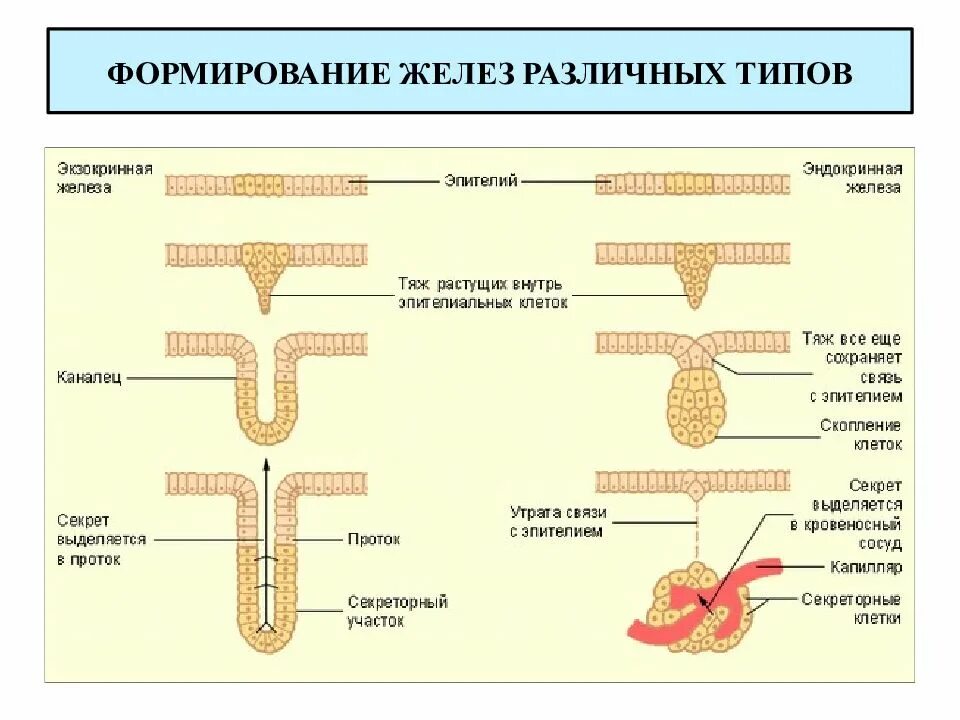 Формируется происходит формирование