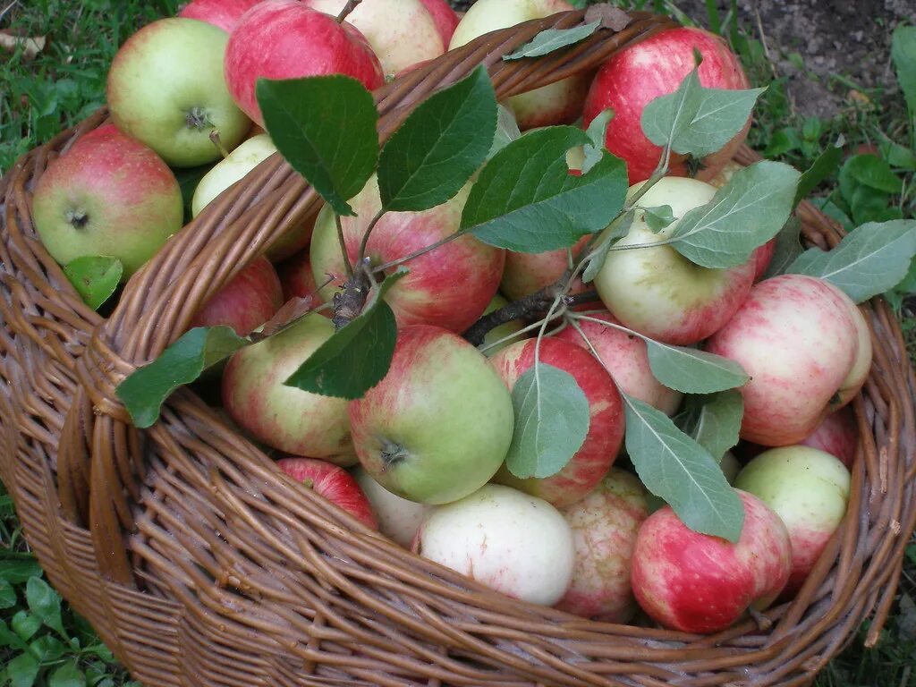 Райские яблочки 10. Райские яблочки сорт. Райские яблочки сорт яблок. Яблоня сорт райка. Райские яблочки дерево сорта.