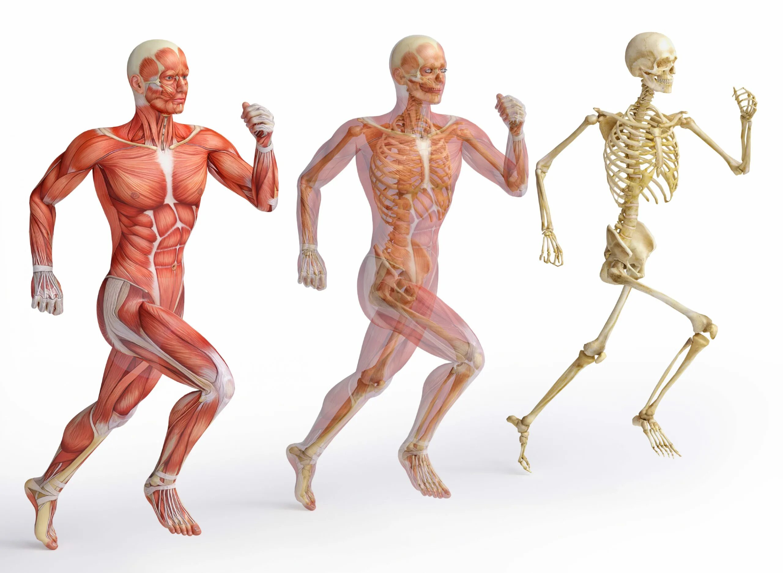 Our bodies our lives. Пивченко анатомия опорно-двигательного аппарата. Скелет человека опорно двигательная система. Костно-мышечная система(опорно-двигательная система). Опорно-двигательная система кости и мышцы.