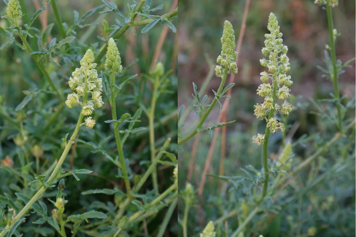 Резеда душистая. Резеда голубая. Reseda lutea. Цветок Резеда душистая. Резеда душистая семена