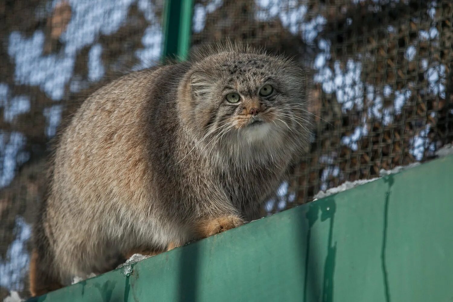 Манул 10. Кот манул. дальневосточный кот манул. манул забайкальский. лесной кот манул.