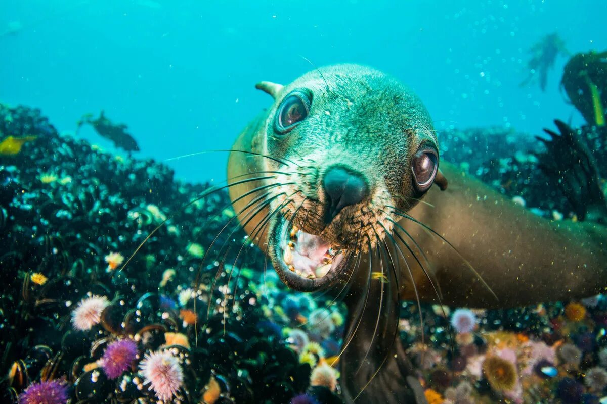 море животные. море животные. водные животные. море животные. подводные животные.
