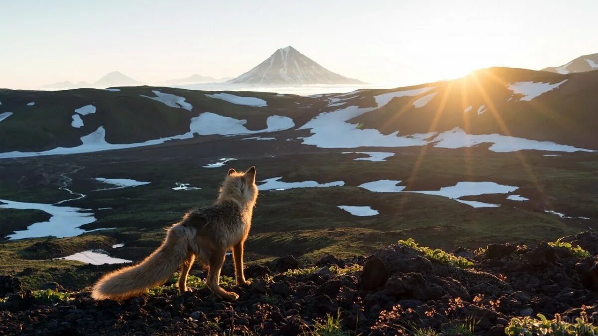 Первозданная красота. Дикая природа России National Geographic. Камчатка природа. Первозданная природа. Пейзажи Камчатки.