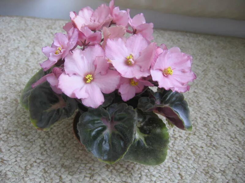 сенполия голубая. ек-абрикосовый шифон. фиалка ек абрикосовый шифон. ек-абрикосовый шифон. фиалка шифон.