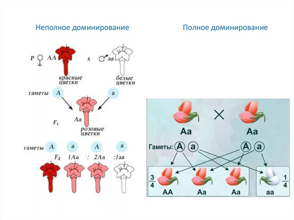 Генотипа промежуточного признака. Неполное доминирование генетика. Неполное доминирование это в биологии. Полное доминирование неполное доминирование кодоминирование. Схема наследования признаков при неполном доминировании.