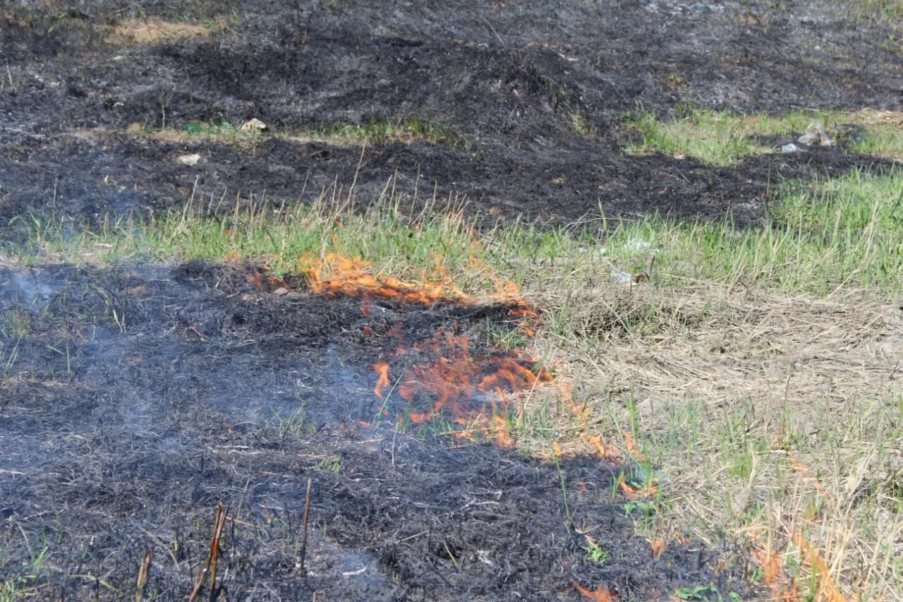 Сайт минлесхоза нижегородской. Горелая трава. Пожар на открытой территории сухая растительность. Обгоревшая трава.