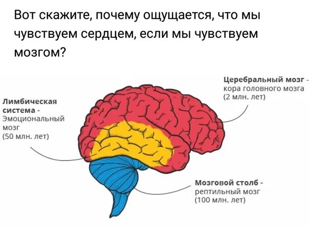 Мышление. Мозг эмоции и интеллект. Умственные способности интеллектуальные. Креативное мышление. Центр эмоций в мозге.