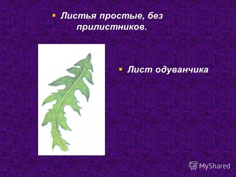 Тип листьев одуванчика. Виды листьев одуванчика. форма листьев одуванчика. лист одуванчика простой. лист одуванчика простой или сложный лист.
