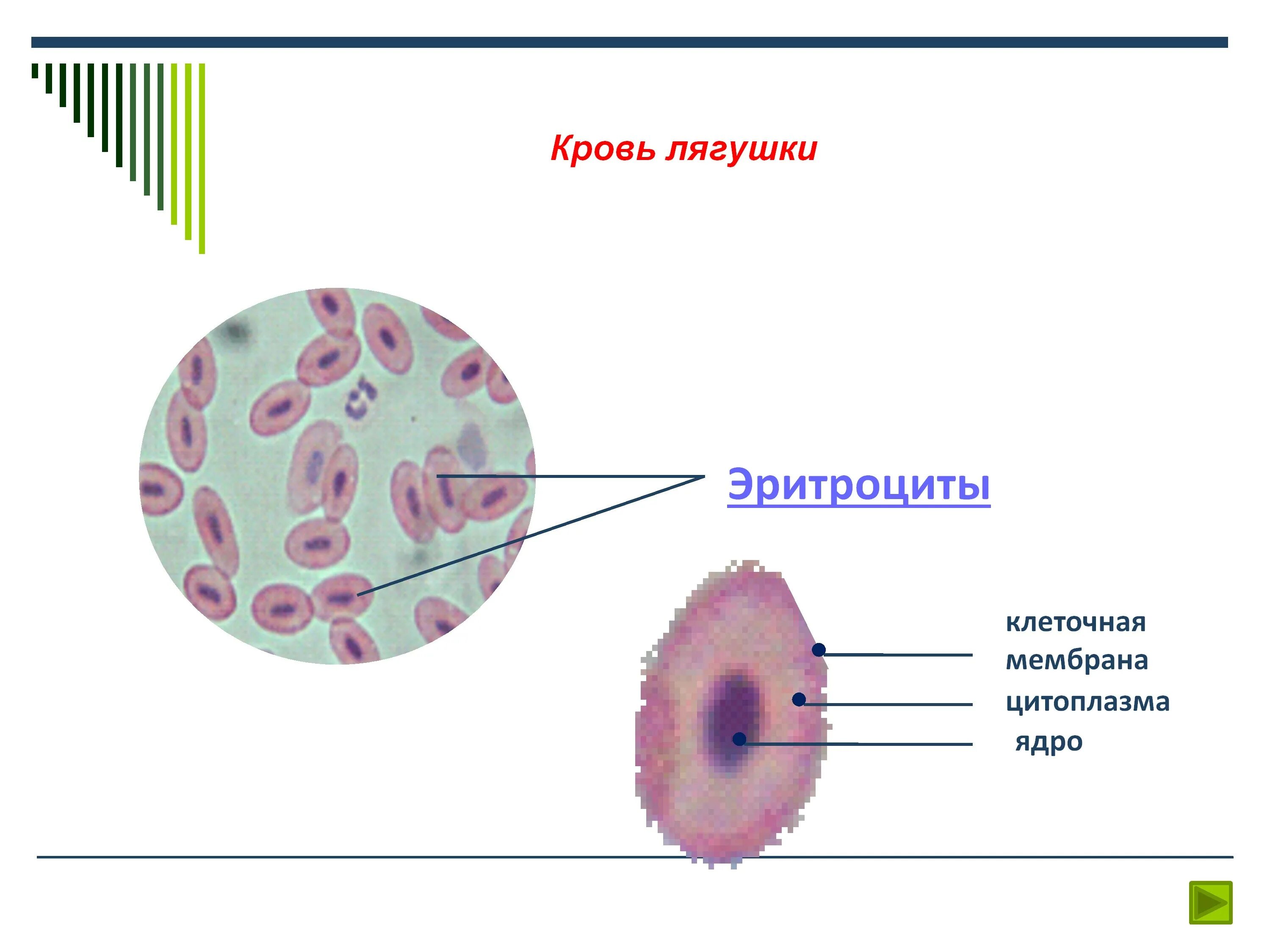 Ход на клетку 1. Строение клетки эритроцита лягушки. Форма клетки эритроцитов лягушки. Строение крови лягушки под микроскопом. Строение клетки крови лягушки под микроскопом.