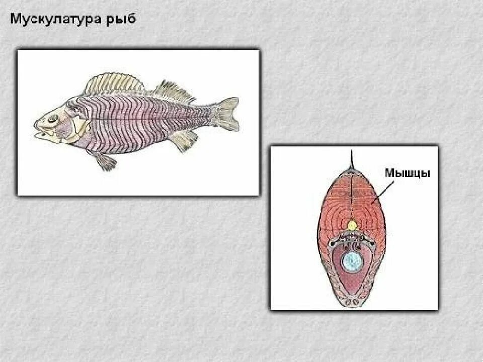 Мышечная система рыб. Мышечная система рыб схемы. опорно двигательная система система рыб. мышечная система костных рыб. анатомия рыб мышечная система.