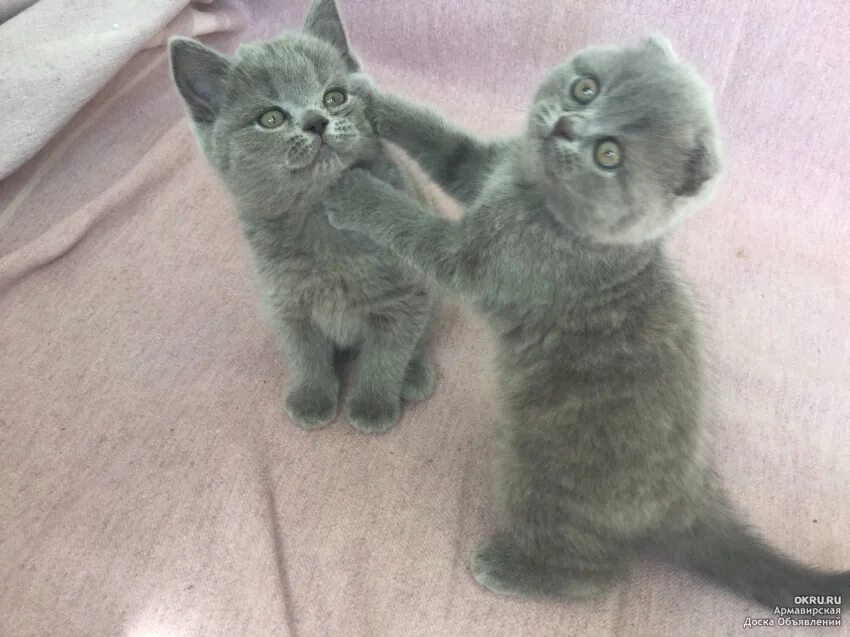 Шотландские котята вислоухие и прямоухие. Шотландские котята голубые. Шотландские котята голубые. Шотландские котята голубые. Британские котята вислоухие голубые.