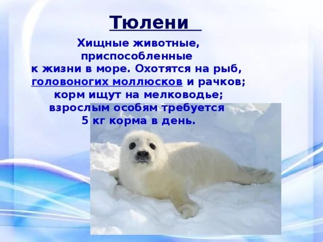 1 животное из арктических пустынь. 1 животное из арктических пустынь