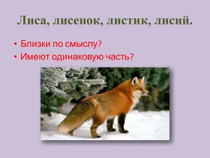 Однокоренные слова к слову лиса
