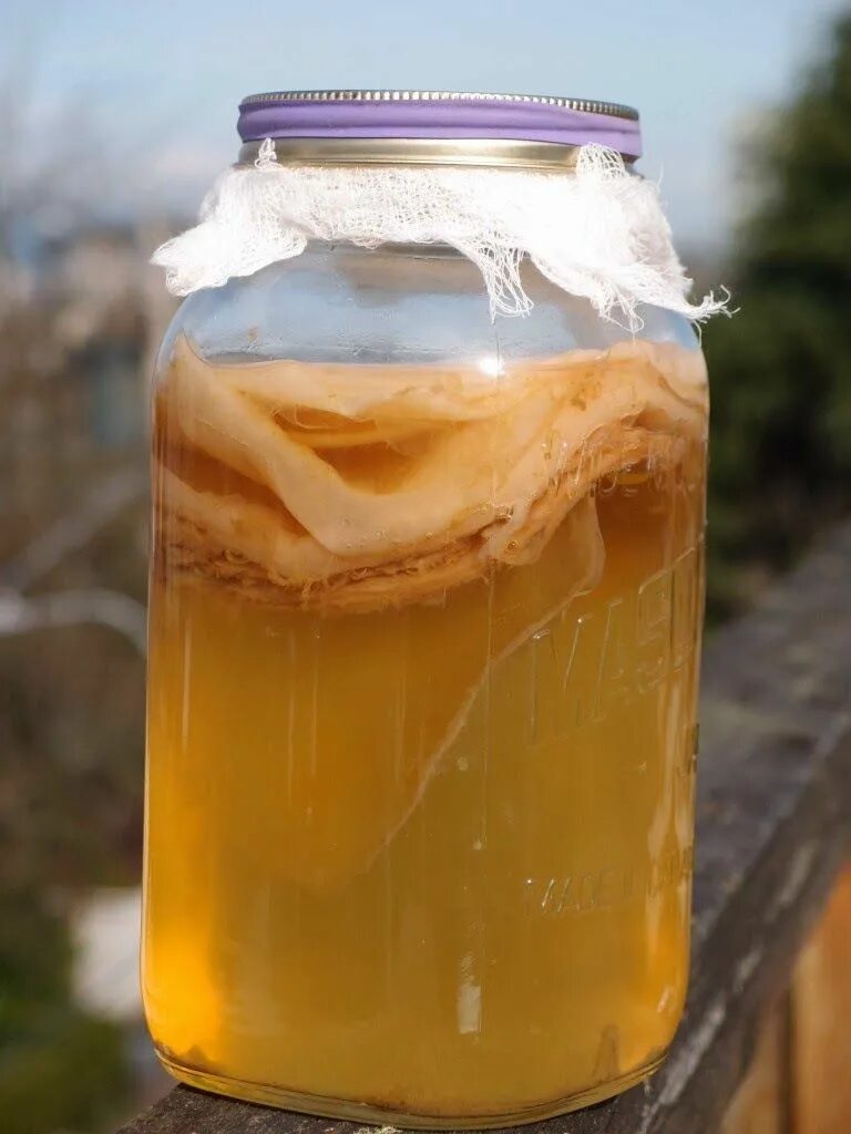Комбуча напиток что это. Чайный гриб - комбуча. kombucha чайный гриб. напиток на чайном грибе комбуча. напиток чайный гриб combutea.