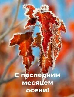 Иней на осенних листьях