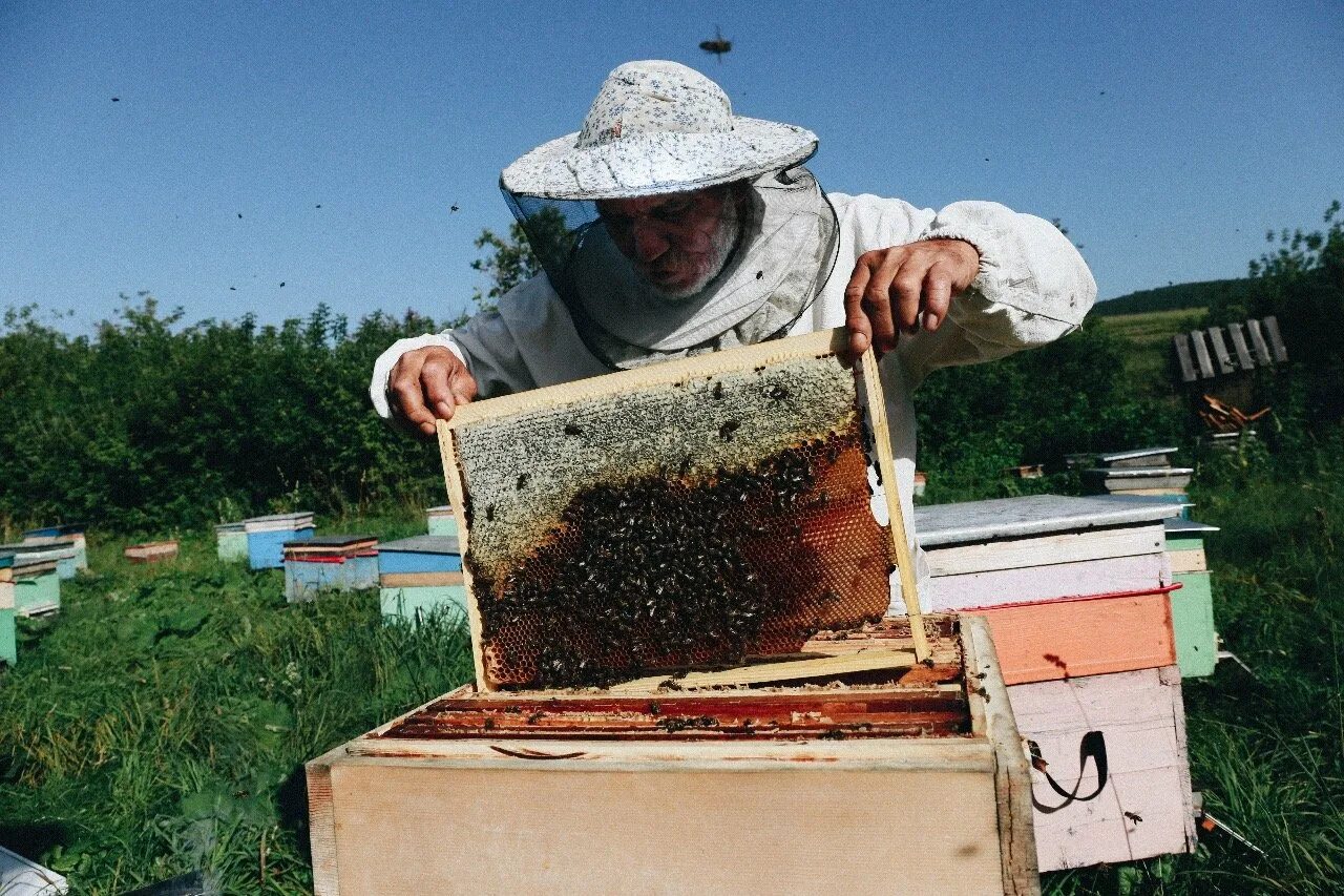 Со второй пасеки. Пасеки удмуртии. Улей на пасеке. Сукко пасека. Пасека алтайский край.