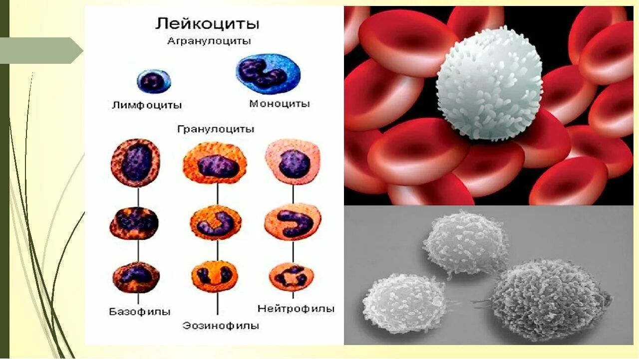 Лейкоциты человека содержат. Лимфоциты гранулоциты агранулоциты. лейкоциты гранулоциты и агранулоциты. строение лейкоцитов человека. лимфоциты агранулоциты строение.