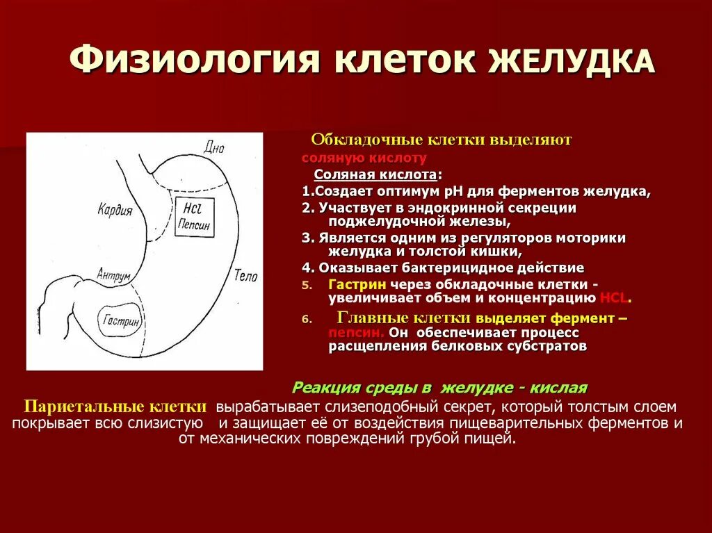 Секреторная функция желудка физиология. Обкладочные клетки желудка функции. Клетки желудка физиология. Клетки желудка анатомия.