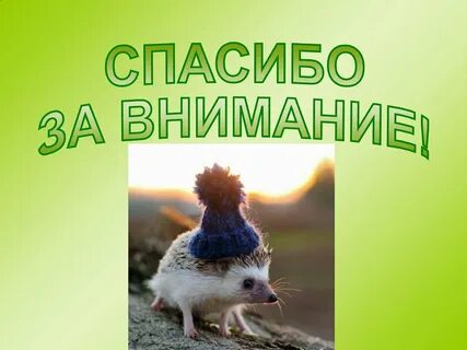 Внимание животные