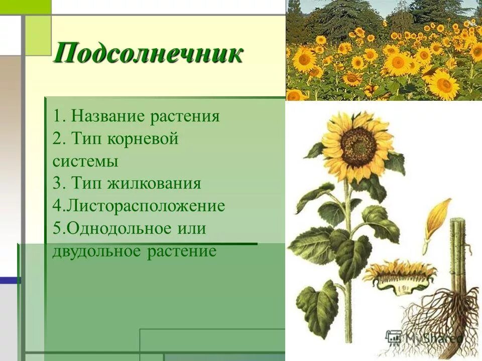 Строение корня подсолнечника. Корневая система подсолнуха. Подсолнечник корень. Какую корневую систему имеет подсолнечник. Корневая система подсолнечника.