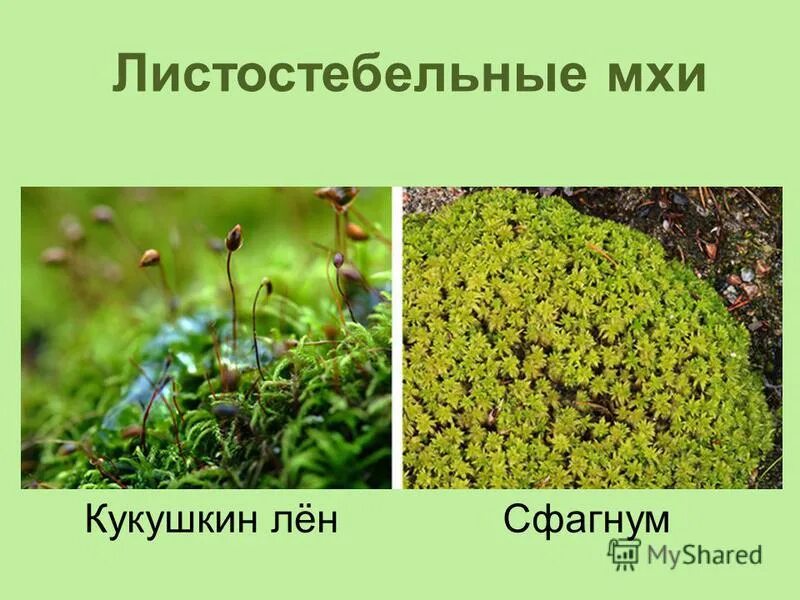 отдел моховидные схема. моховидные 7 класс. биология 7 класс моховидные пасечник. биология 7 класс моховидные пасечник. царство растений отдел моховидные.