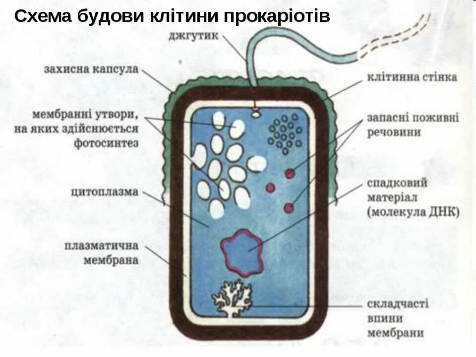 Что входит в состав прокариот. Цианобактерии строение клетки. Схема строения клетки цианобактерии. Строение прокариотической клетки цианобактерии. Схема строения прокариотической клетки цианобактерий.