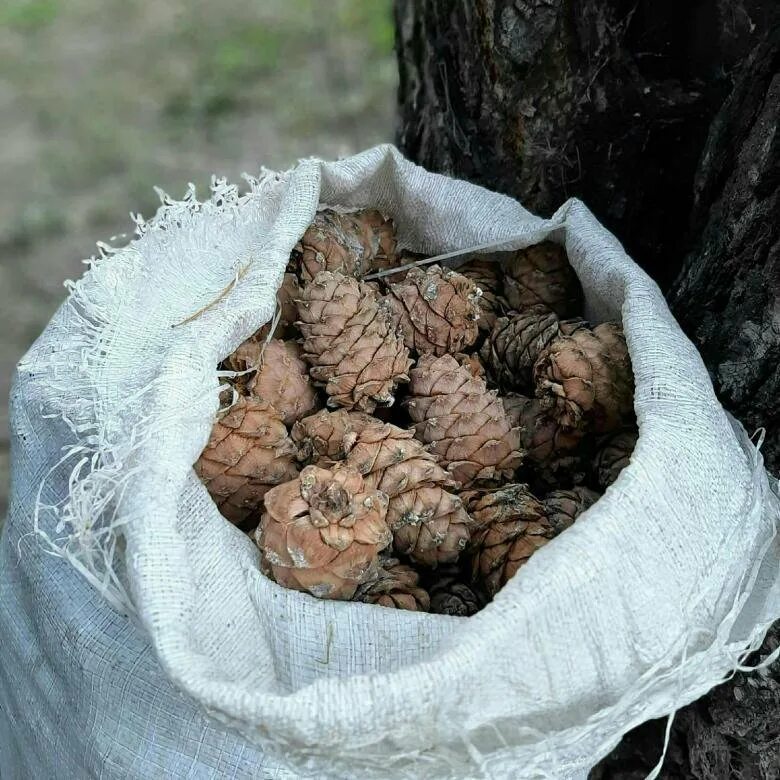 мульчирование шишек сосны. мешки с кедровыми шишками. сибирский кедр экофуд шишка кедровая. томск кедр шишка. закупаем кедровую шишку.