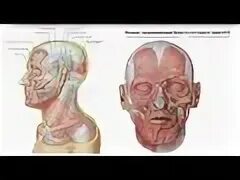 Мышца гордецов функция. Мышца гордецов анатомия. лобная мышца. venter frontalis m epicranius. надчерепные мышцы.
