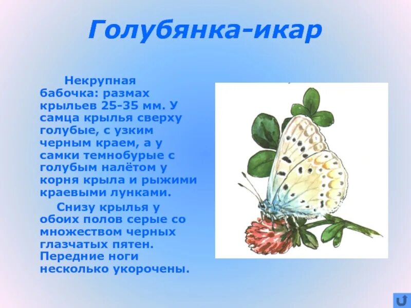 Голубянка бабочка краткое описание. Голубянка бабочка 2 класс. Информация о бабочках для детей. Бабочка голубянка описание. Бабочка голубянка описание.