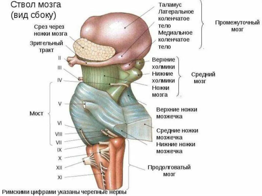 Структуры ствола мозга. Стволовая часть головного мозга строение и функции. Нижние отделы ствола мозга. Строение ствола головного мозга человека анатомия. Выполняемые функции ствола головного мозга