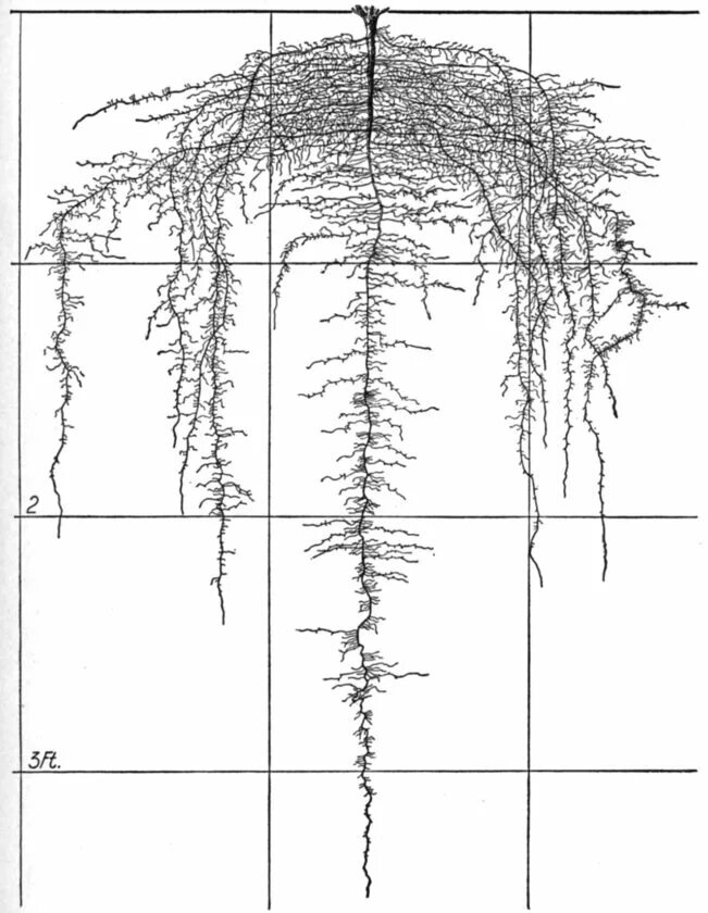 Корневой диаметр. Корневая система плакучей березы. Корневая система березы схема. Корневая система березы глубина.