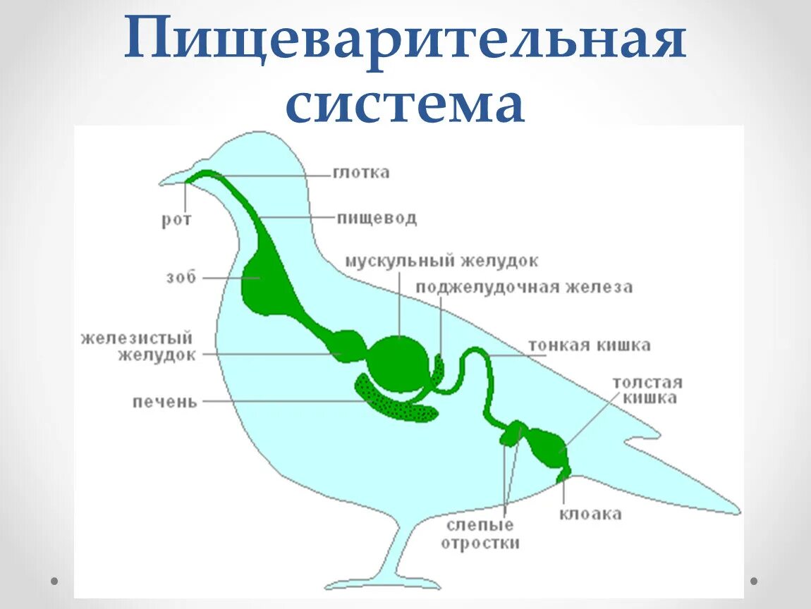 Строение пищеварительной системы птиц. Схема строения пищеварительной системы птиц. Отделов пищеварительной системы голубя. Пищеварительная система птиц 7 класс. Пищеварительная система класса птиц