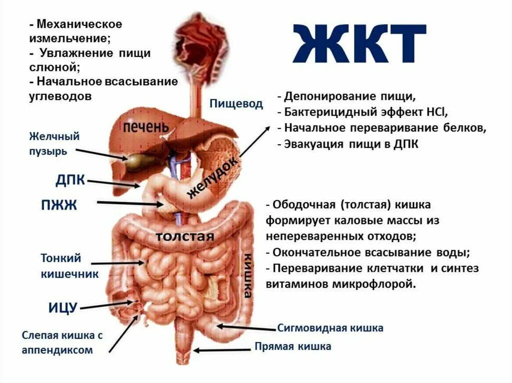 Желудок положение в теле
