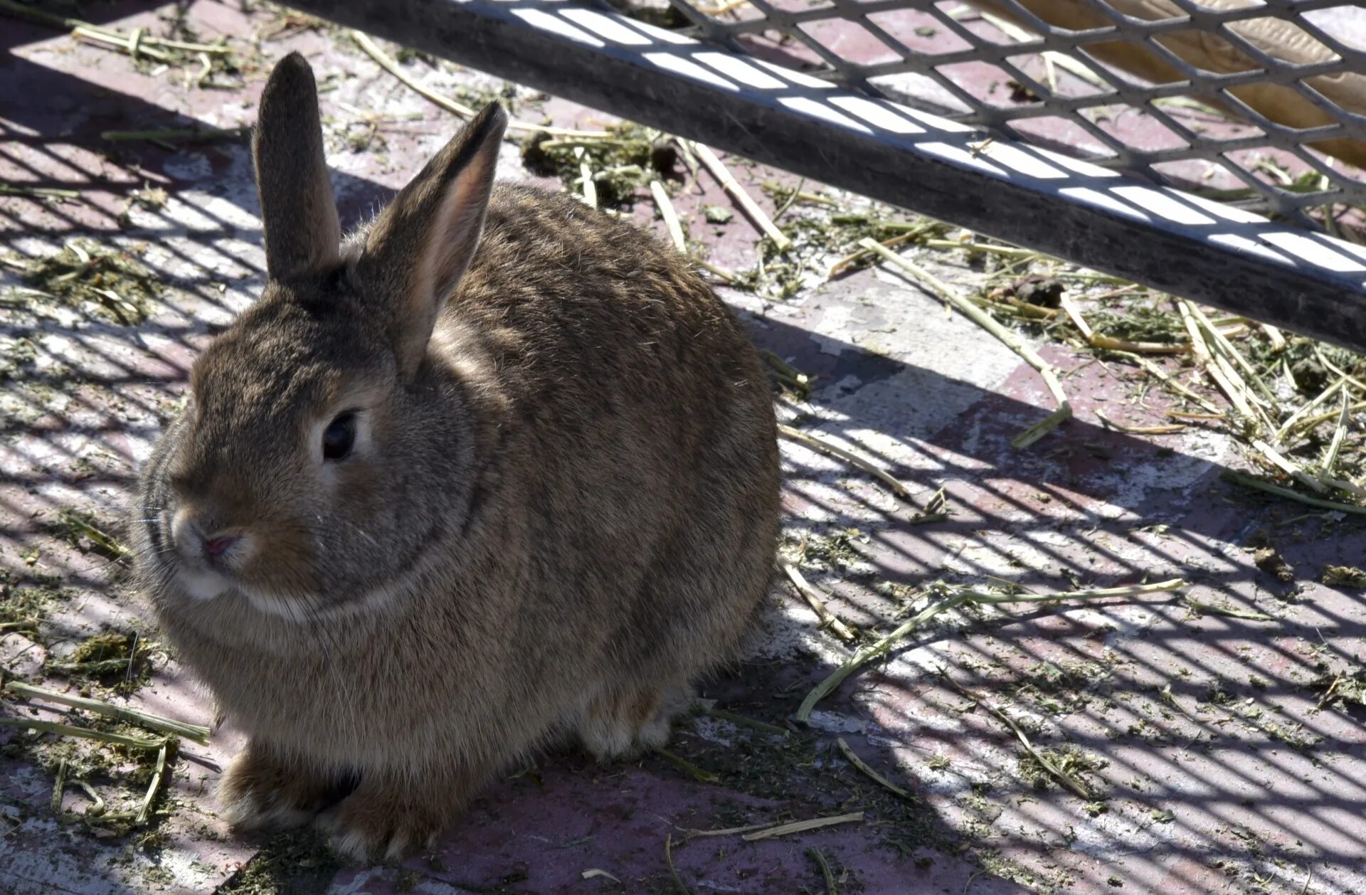 Новосибирский зоопарк зайцы. Зайцы в московском зоопарке. Кролики на мальте. Зайцы в московском зоопарке. Заяц беляк в московском зоопарке.