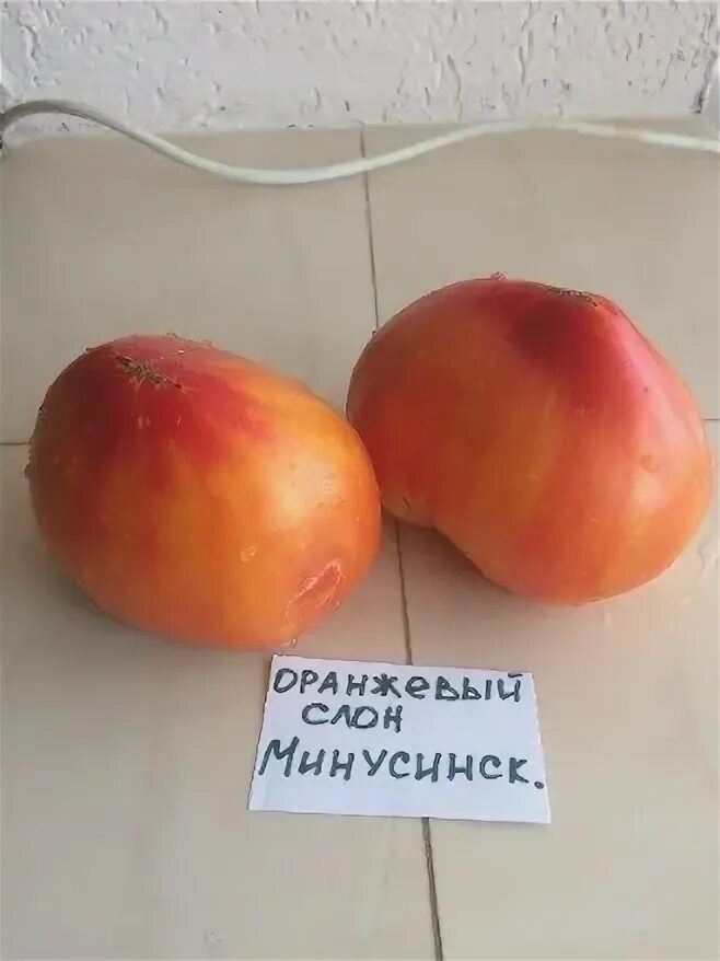 Минусинский богатырь томат. Томат сорт минусинский слон. Томат оранжевый слон. Минусинский слон томат отзывы. Томат оранжевый слон минусинский.