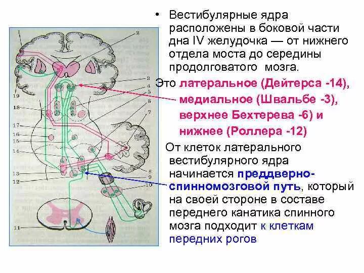 Вестибулярные ядра мозга. Вестибулярные ядра продолговатого мозга. Ядра ствола мозга вестибулярные мозга. Ядро дейтерса продолговатого мозга. Вестибулярные ядра мозга.