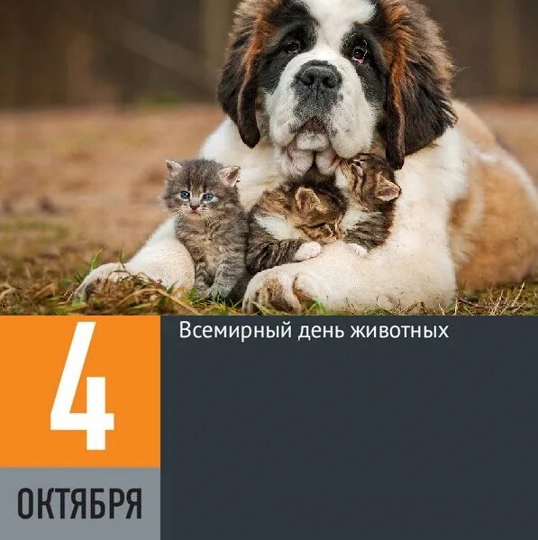 4 Октября Всемирный день защиты животных. Всемирный день собак фото. Картинки ко Дню животных 4 октября для детей.