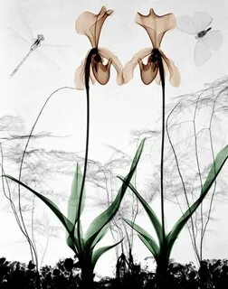 X flower