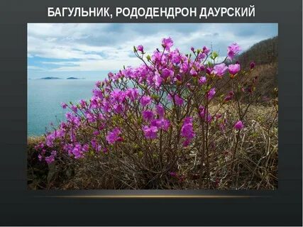 Забайкальский край песня