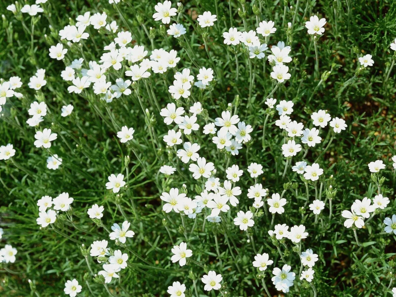 Gypsophila White Flower - Free photo on Pixabay