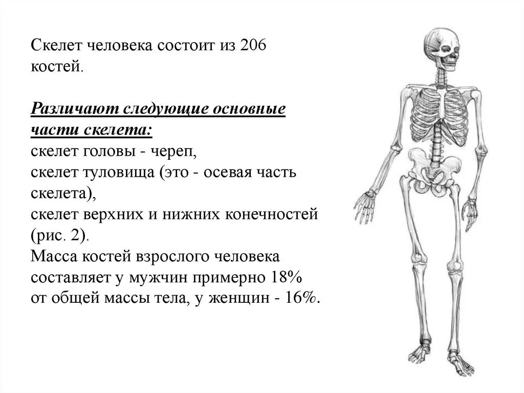 Отделы скелета схема. Скелет туловища человека ЕГЭ биология. Скелет человека схема. Скелет взрослого человека состоит из.