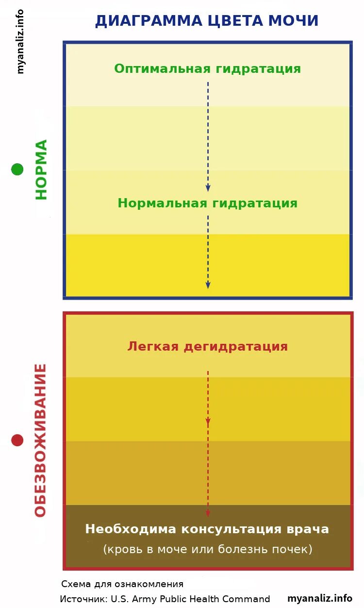 Ярко лимонная моча у женщины причины. Нормальный цвет мочи. какой цвет мочи нормальный. какого цвета должна быть моча. какого цвета нормальная моча.