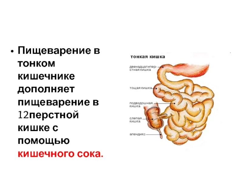 Пищеварительная система физиология тонкий кишечник. Процесс пищеварения в тонкой кишке. Пищеварение в 12 кишке. Пищеварительная система человека тощая кишка.