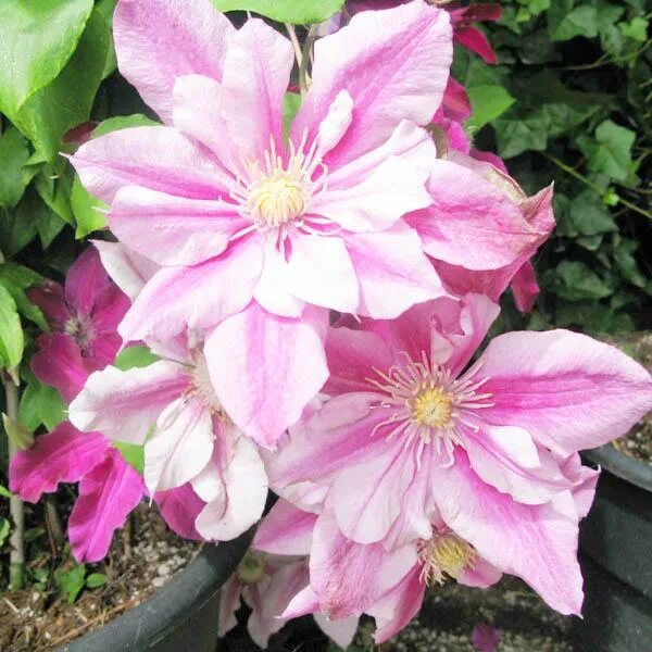Клематис Clematis Patricia Ann Fretwell Pafar класс В Морозостойкие Клематисы. Д