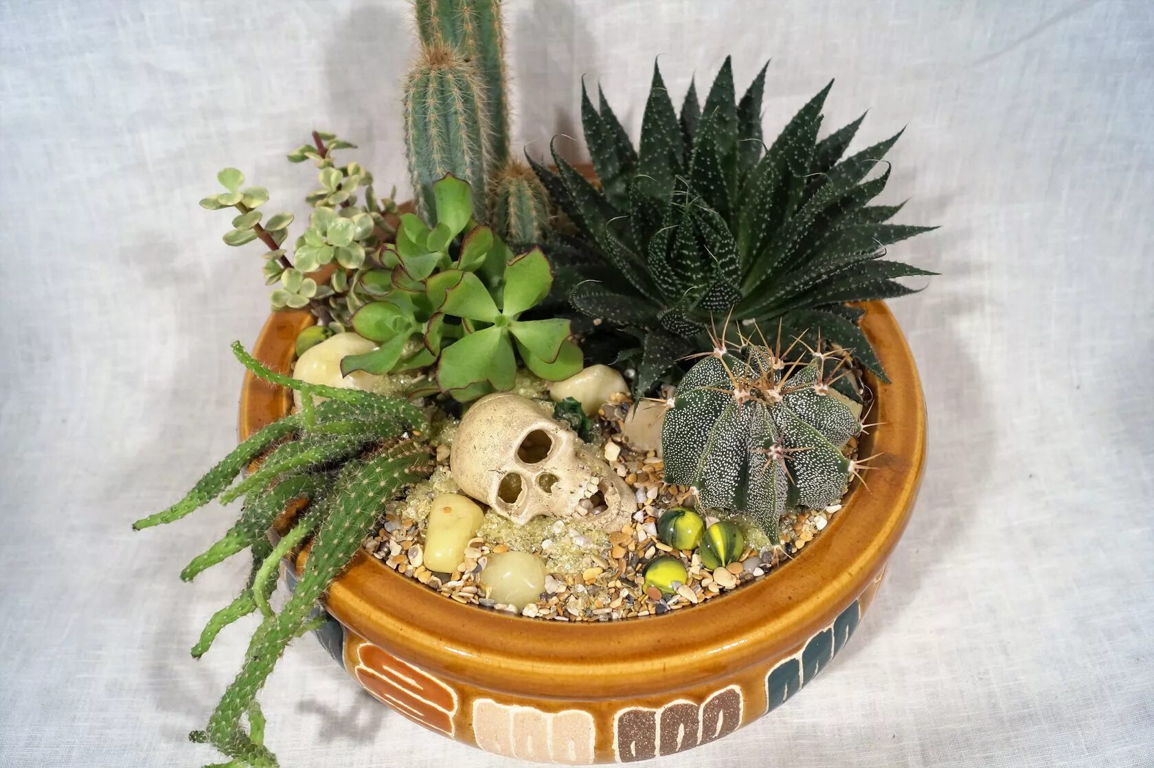 Кактусы и суккуленты. Кактусы в горшках композиции. Суккуленты+эублефар. Кактусарий. Композиция из кактусов.