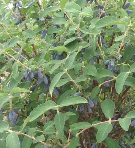 Жимолость лазурная отзывы. Жимолость синий Утес. Lonicera caerulea var. Kamtschatica. Жимолость Камчатская синий Утес. Kirsche Lonicera caerulea var. Kamtschatica.