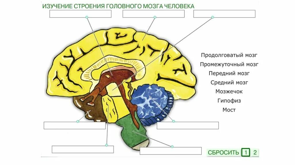 Рассмотрите рисунок с изображением мозга человека. Строение головного мозга. Отделы головного мозга схема. Строение головного мозга человека. Мозг человека схема.