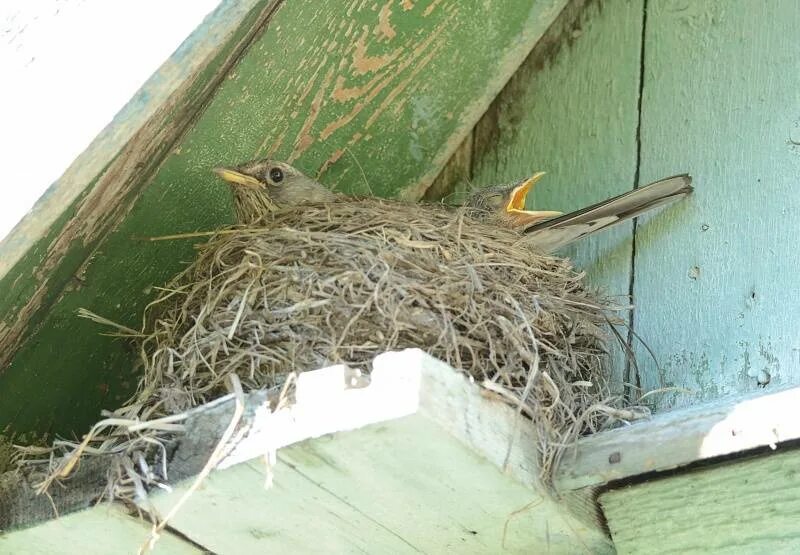 Гнезда птиц под крышей дома