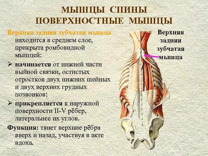 Крестцово остистая мышца спины. Крестцово остистая мышца анатомия. Мышцы спины анатомия поверхностный слой. Глубокие мышцы спины Синельников.