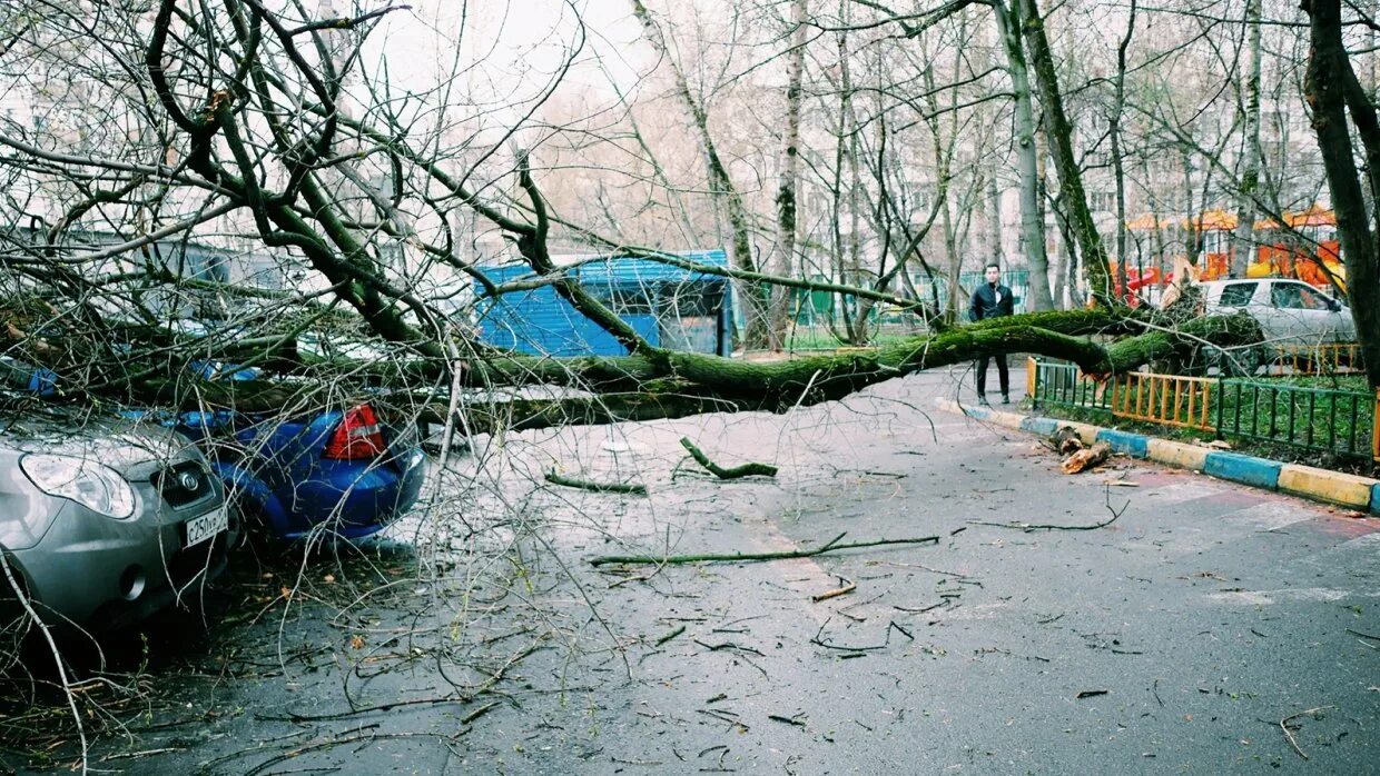 В москве ожидается ураган. Ураган в Мытищах.